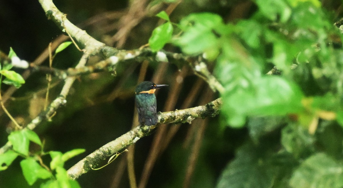 American Pygmy Kingfisher - ML620100200