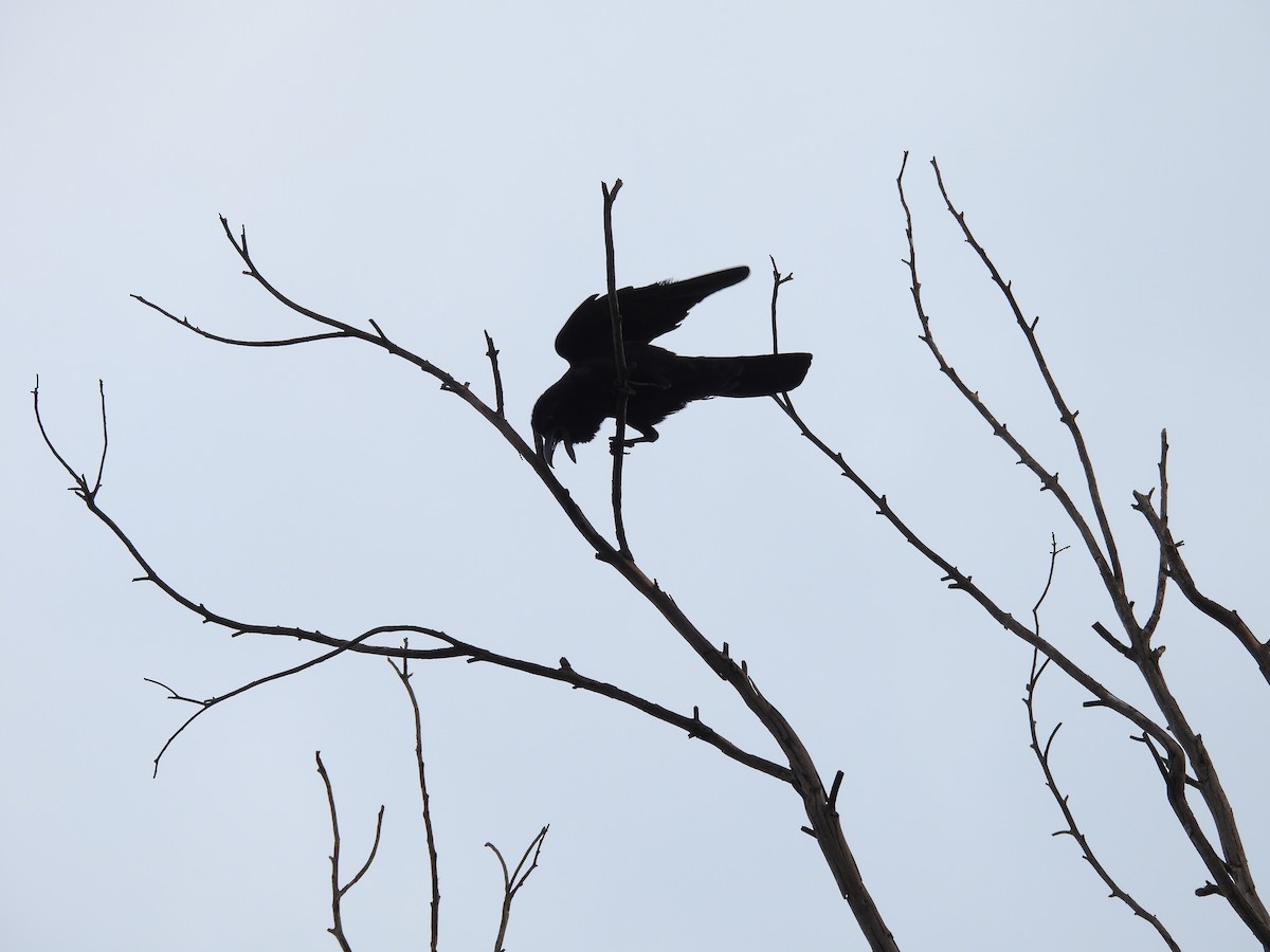 Large-billed Crow - ML620100214