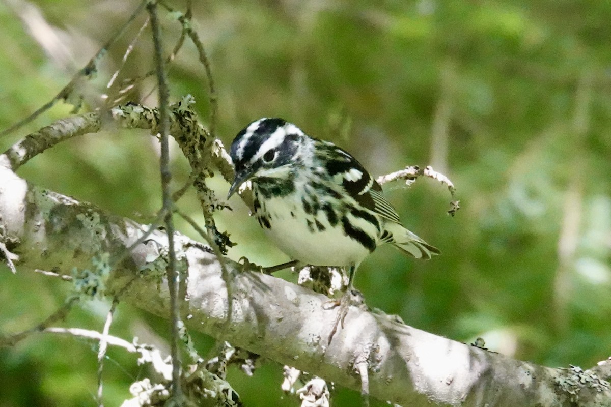 Black-and-white Warbler - ML620100216