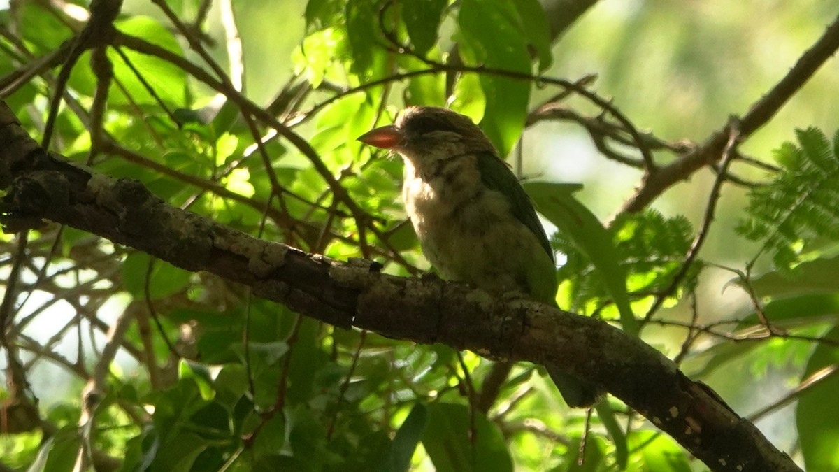 Grünbartvogel - ML620100219