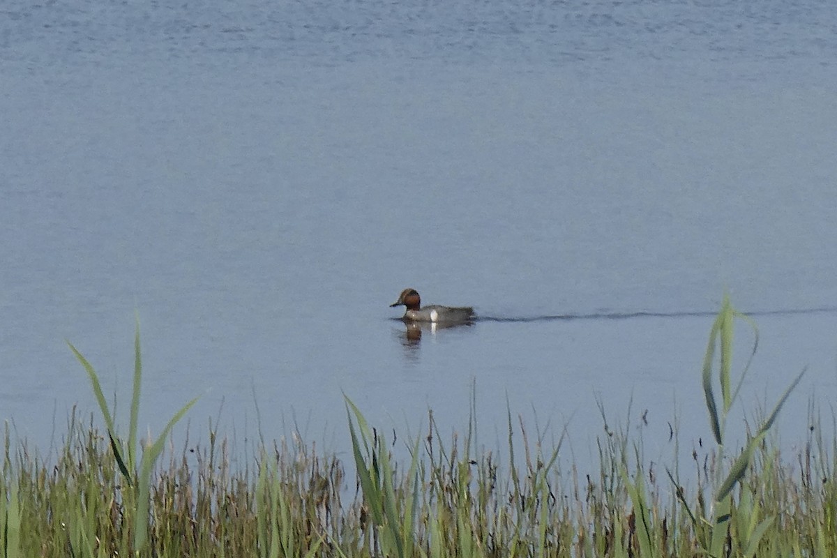 Green-winged Teal - Ron Schlegel