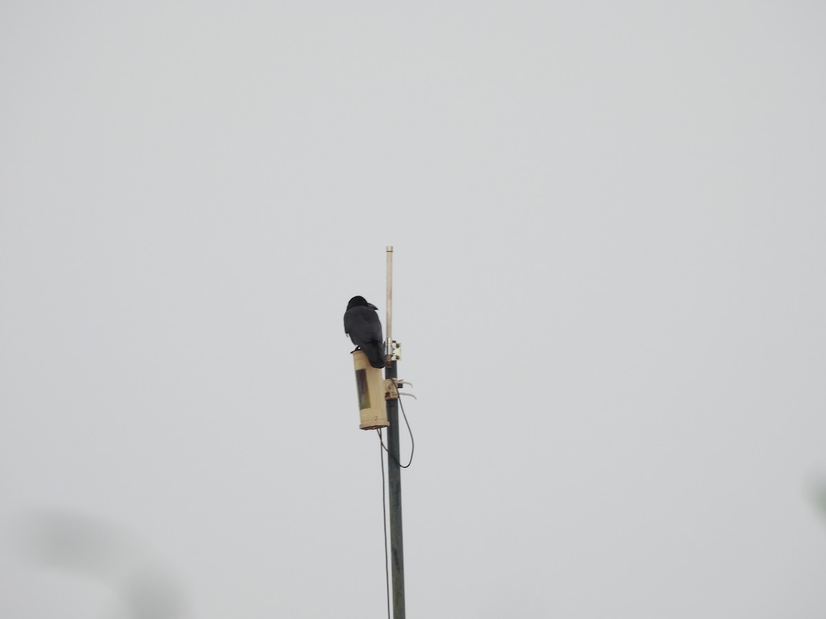 Large-billed Crow - ML620100244