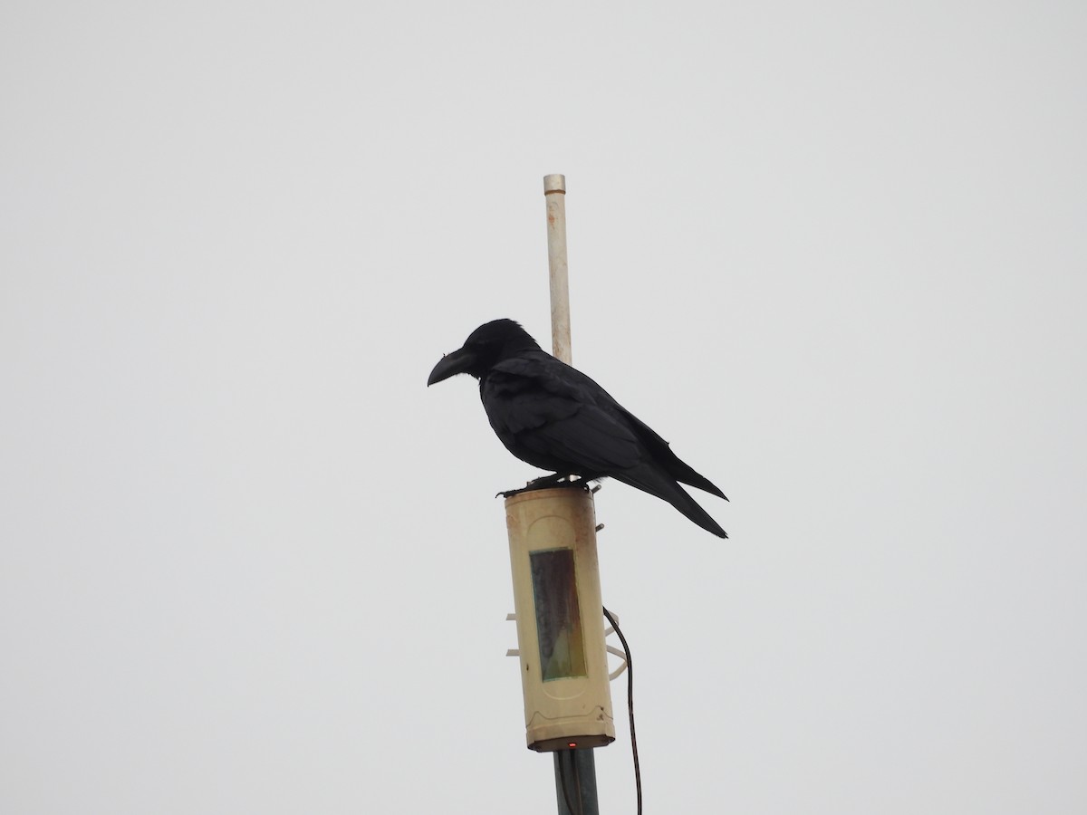 Large-billed Crow - ML620100250