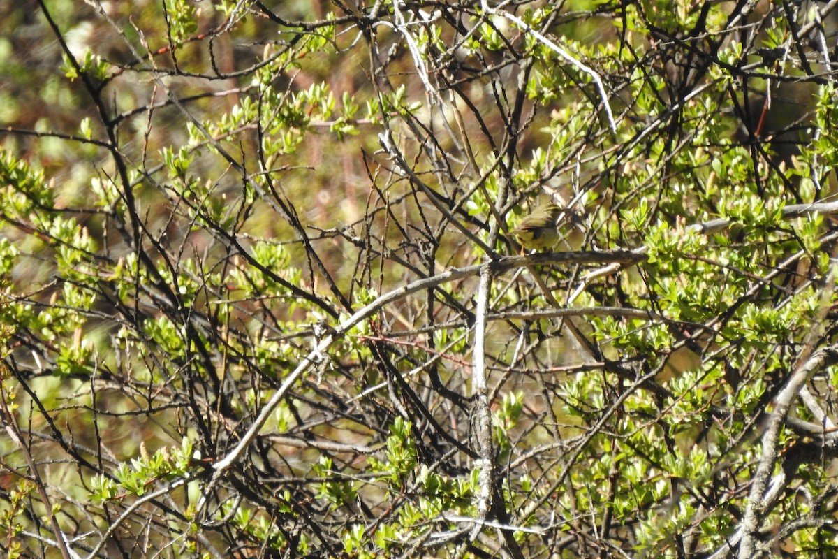 Tickell's Leaf Warbler (Alpine) - ML620100272