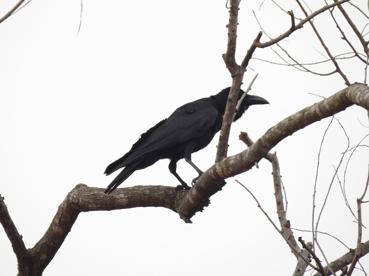 Large-billed Crow - ML620100297