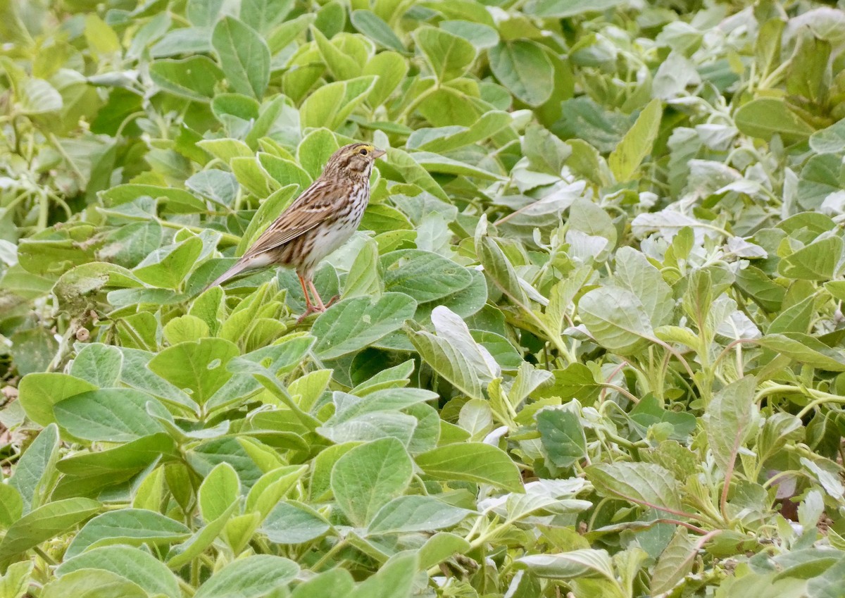 Savannah Sparrow - ML620100301