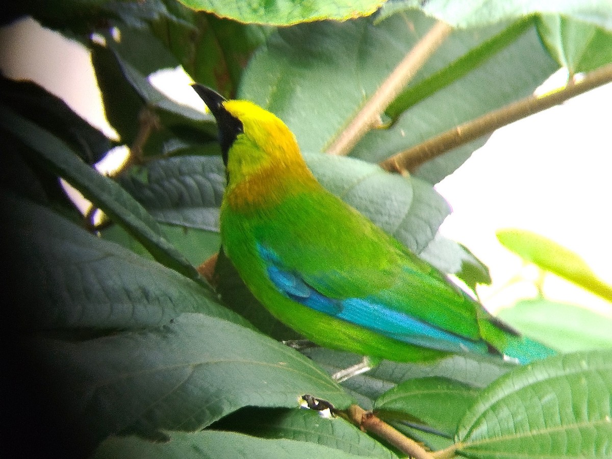 Blue-winged Leafbird - ML620100340