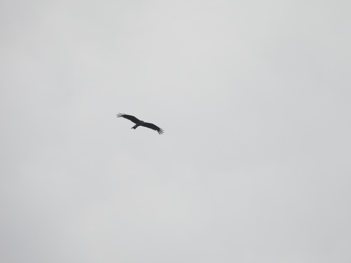 Black Kite - ML620100342