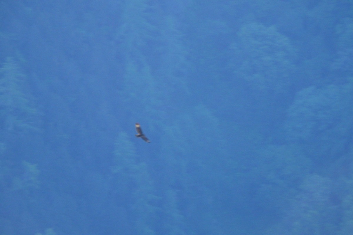 Himalayan Buzzard - ML620100346