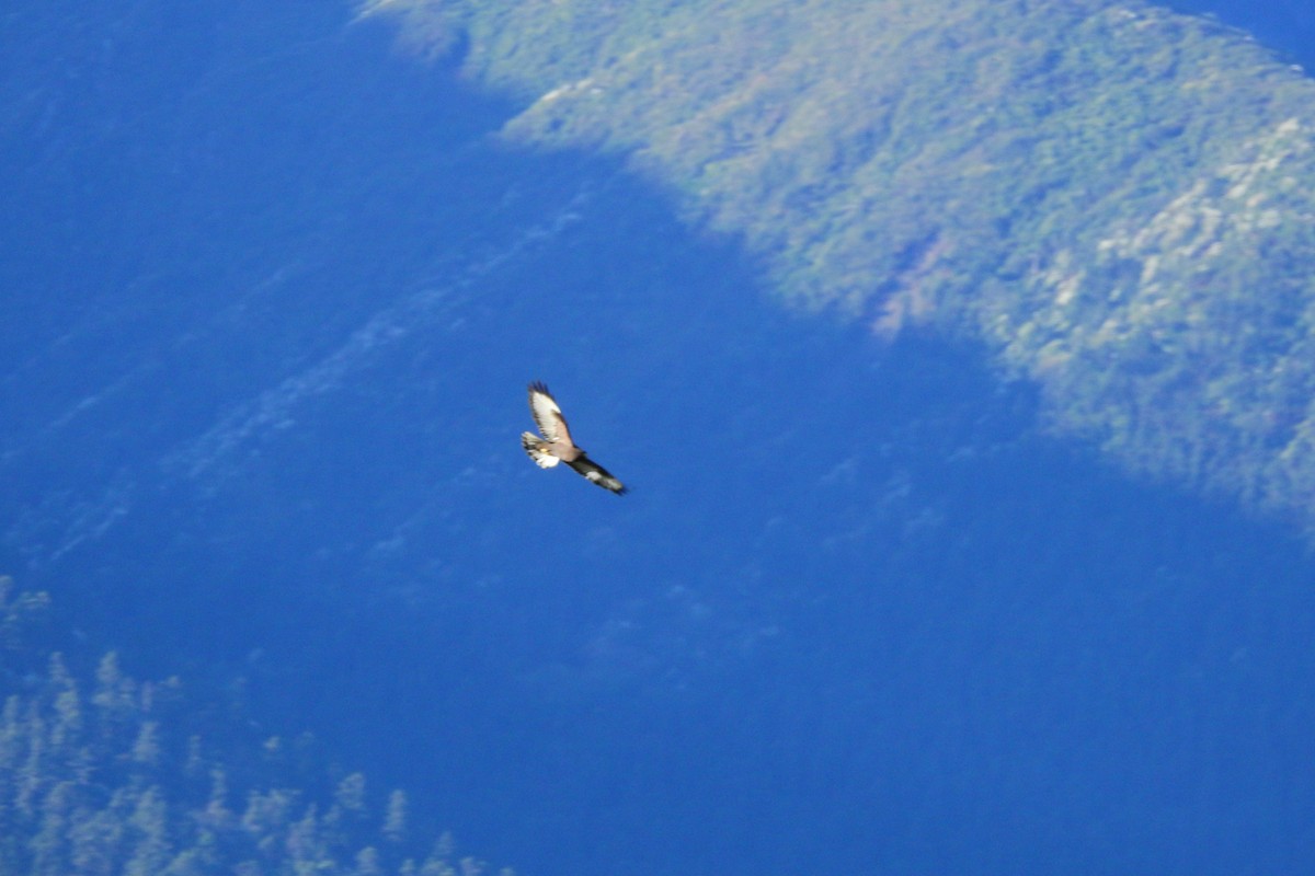 Himalayan Buzzard - ML620100347