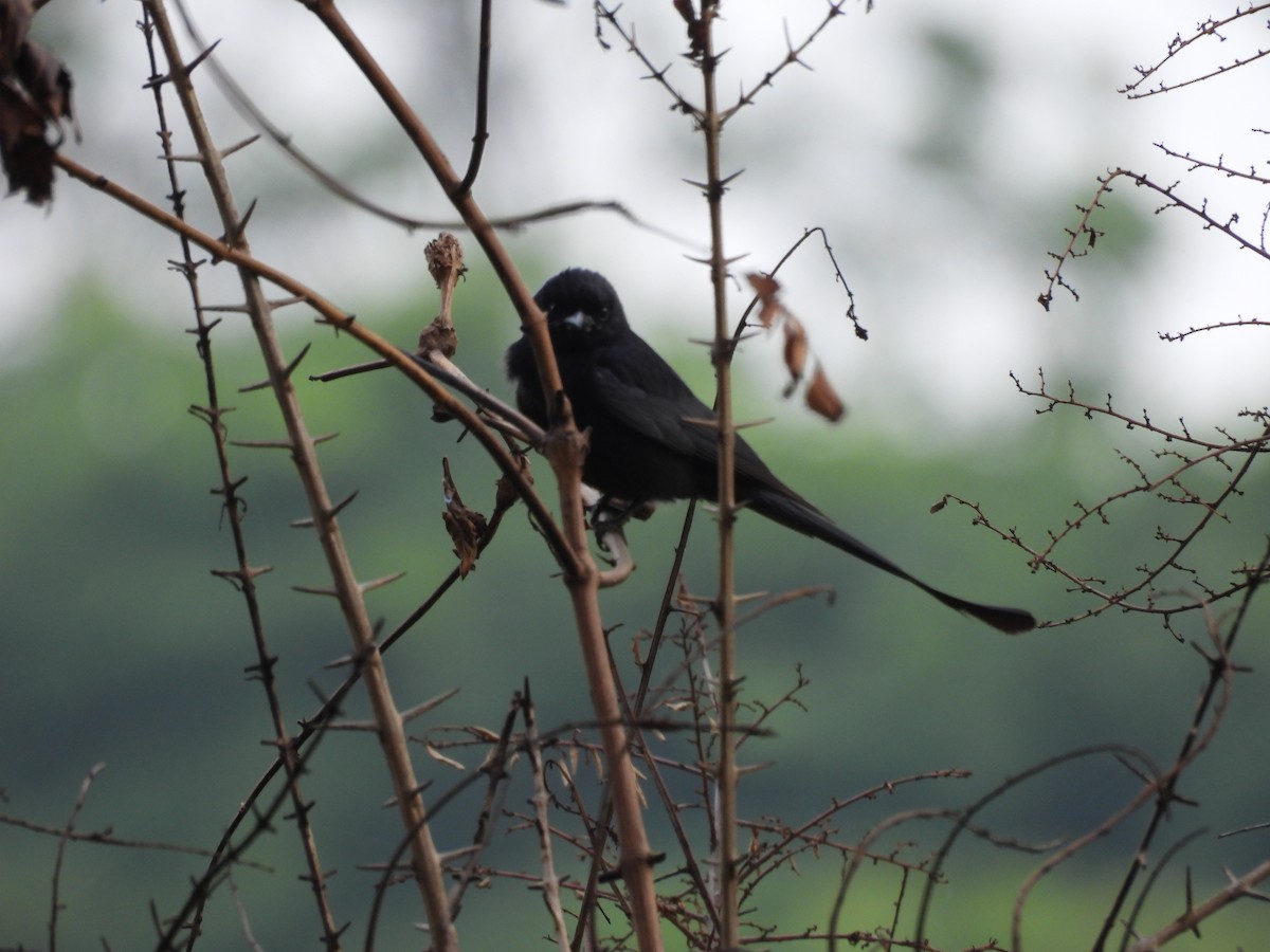 Black Drongo - ML620100370