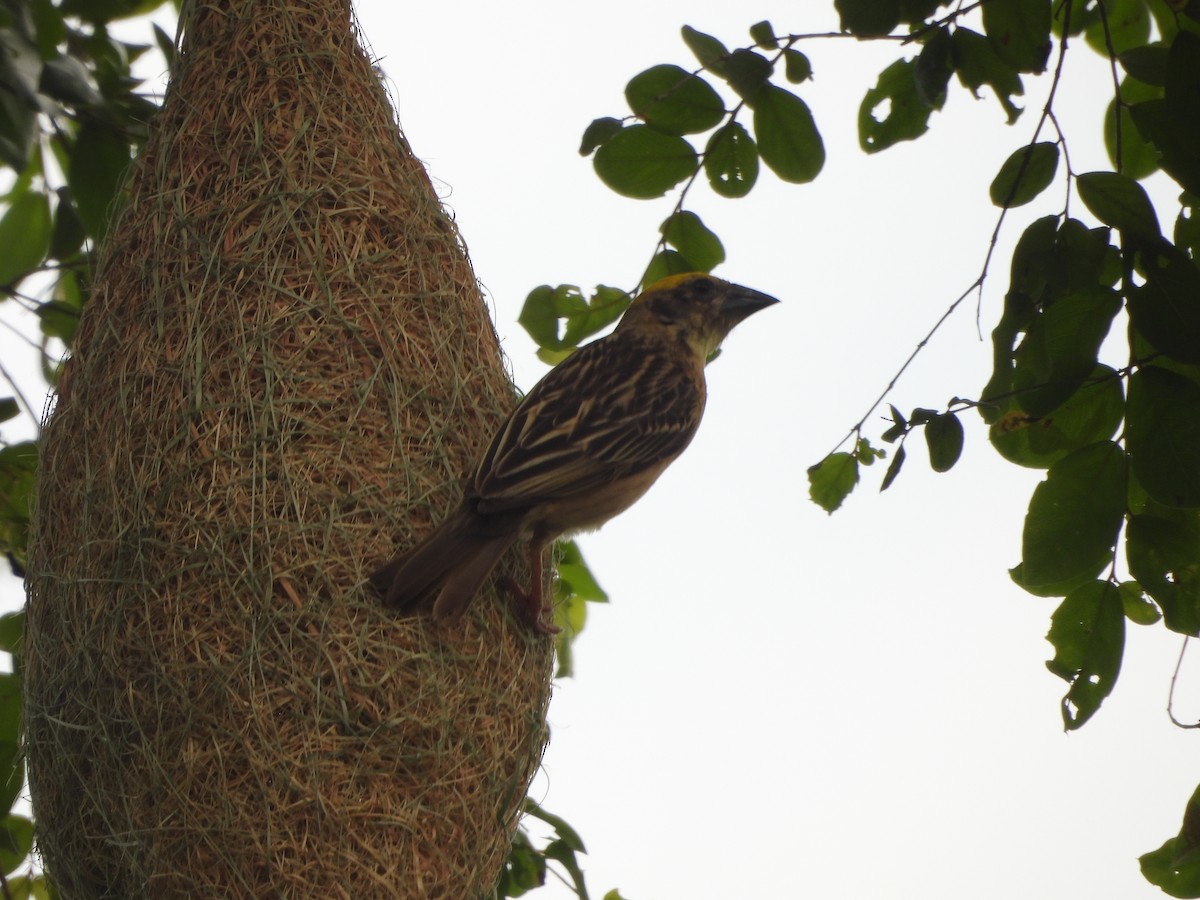 Streaked Weaver - ML620100371