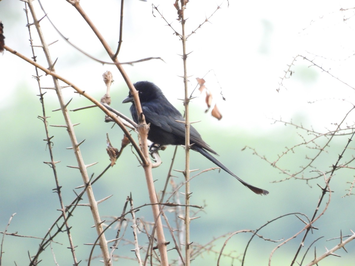 svartdrongo - ML620100374