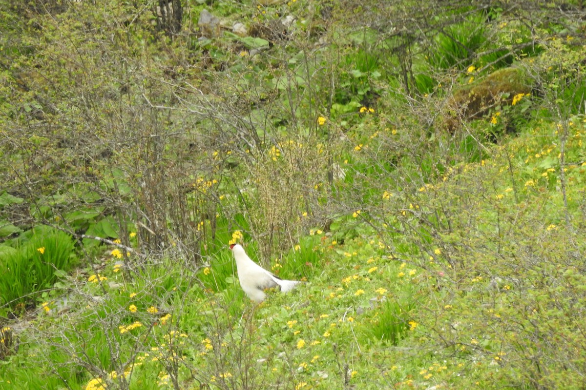 Белый ушастый фазан - ML620100402