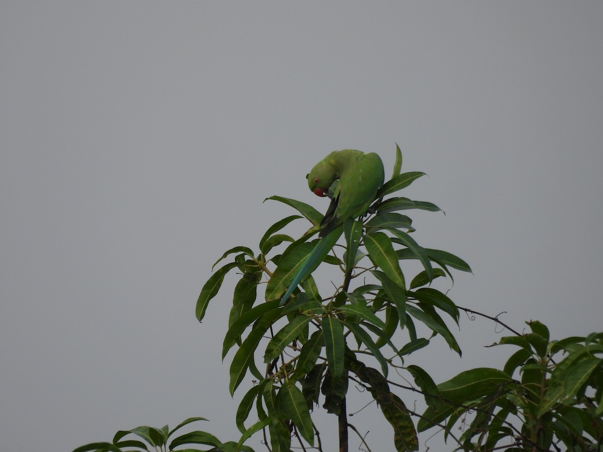 Yeşil Papağan - ML620100406