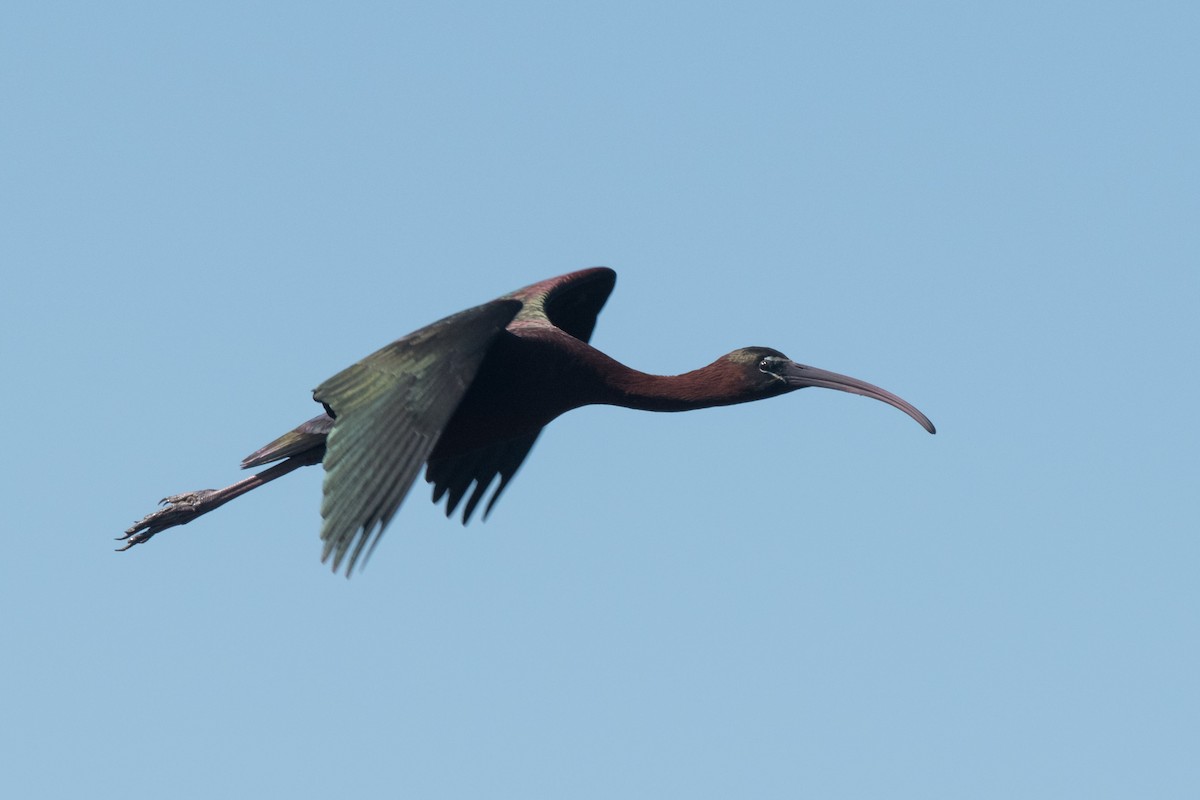 ibis hnědý - ML620100419
