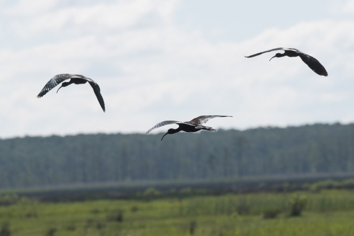 ibis hnědý - ML620100420