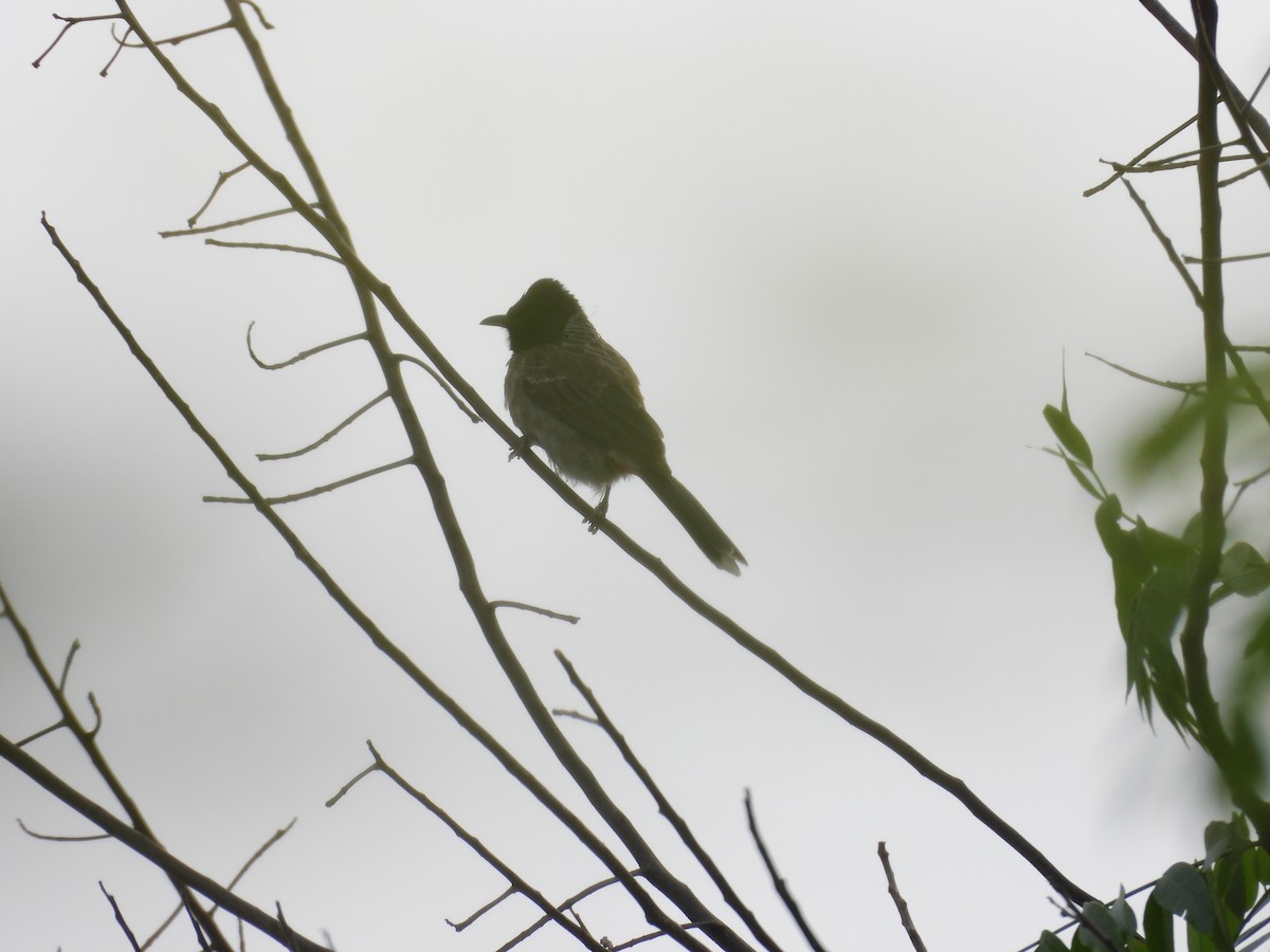 bulbul šupinkový - ML620100433