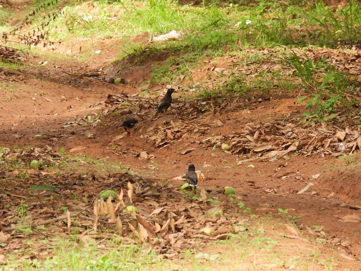 Common Myna - ML620100440