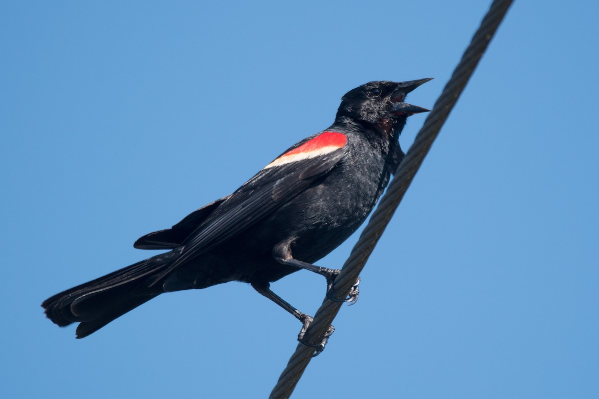 Red-winged Blackbird - ML620100447