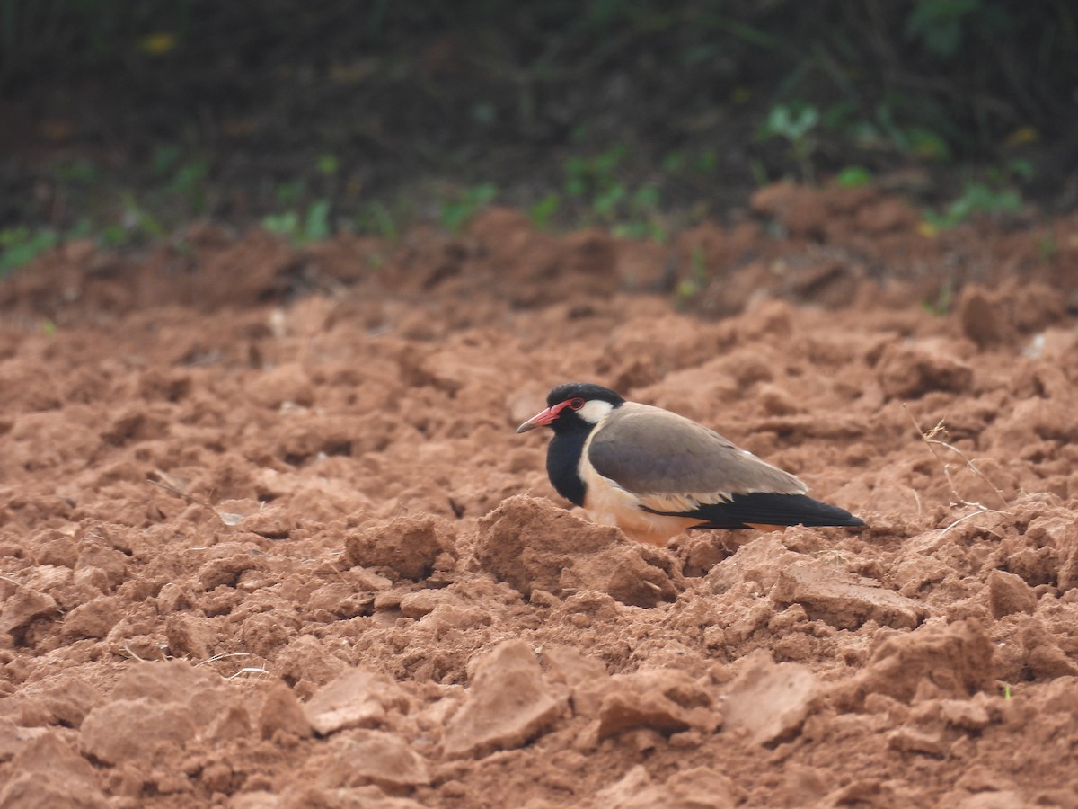 Red-wattled Lapwing - ML620100459