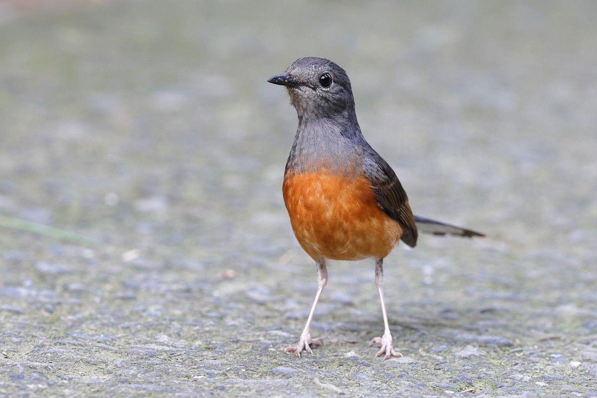 White-rumped Shama - ML620100474