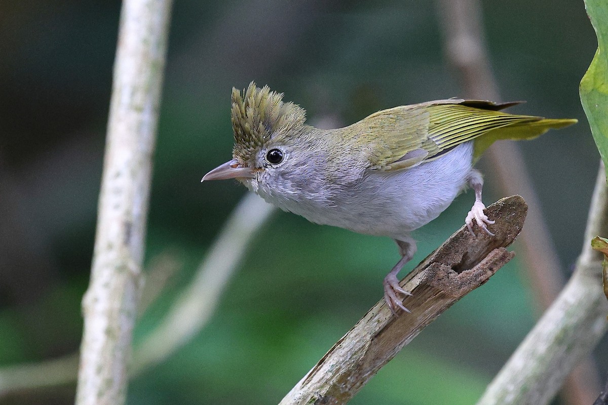 White-bellied Erpornis - ML620100478