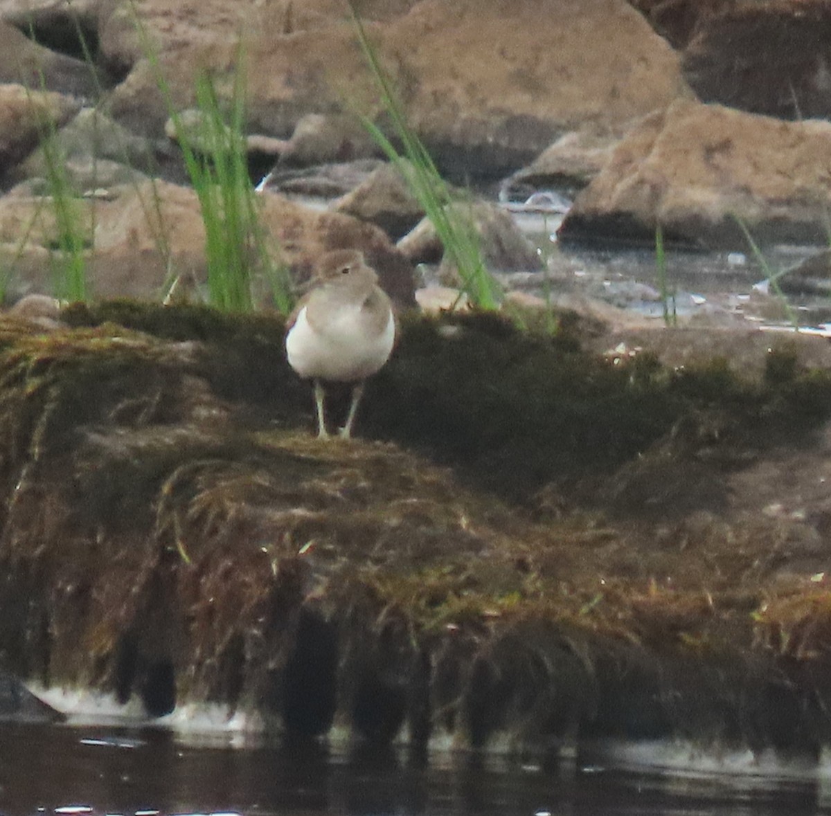 Common Sandpiper - ML620100484