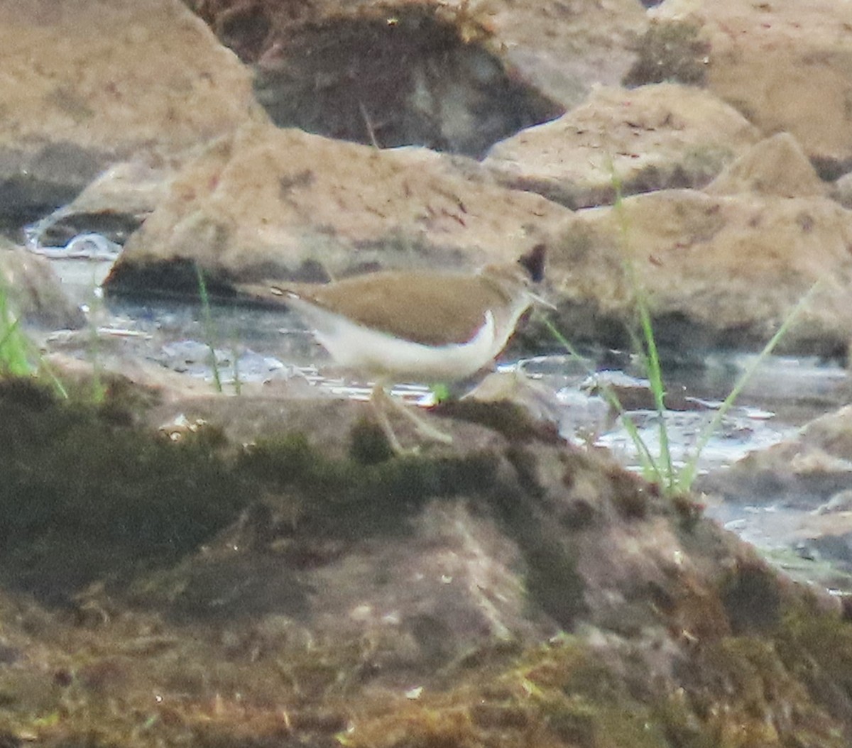 Common Sandpiper - ML620100485