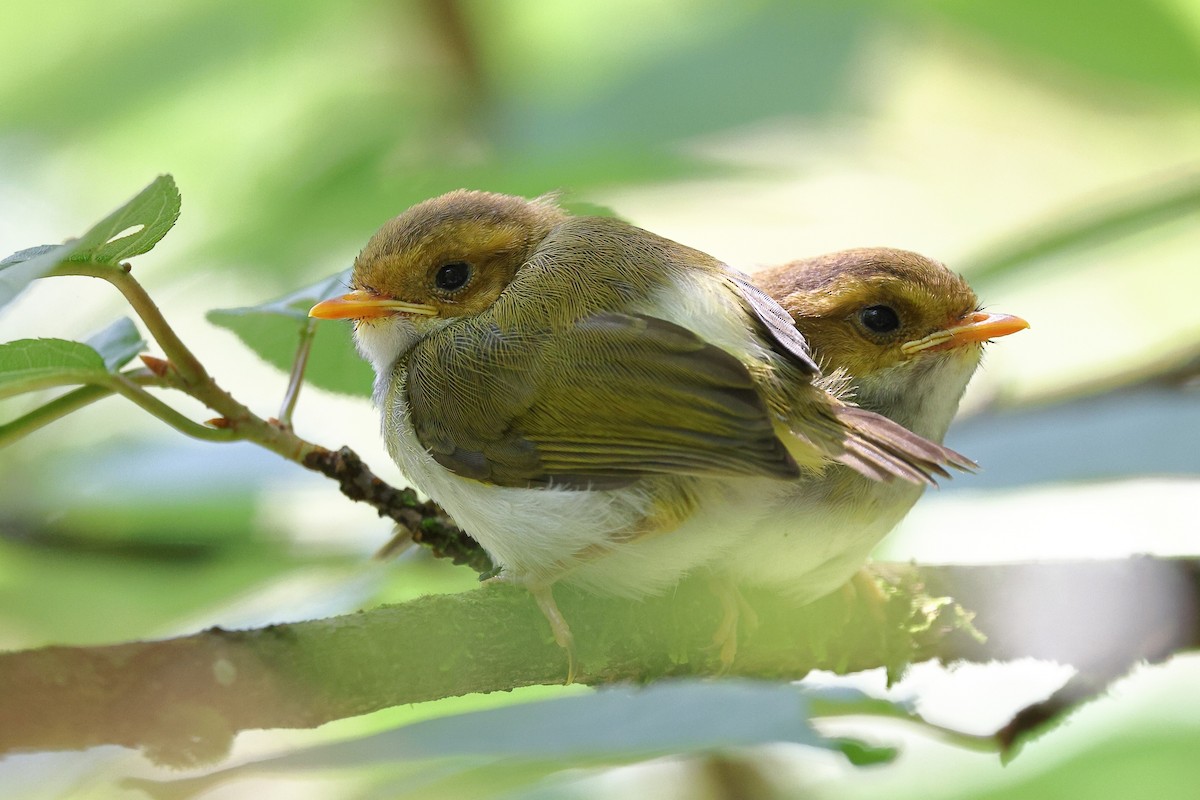 Mosquitero Carirrufo - ML620100488