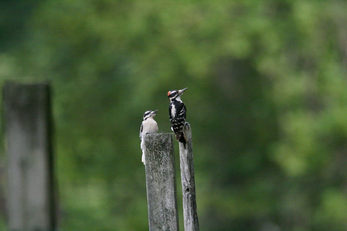 Hairy Woodpecker - ML620100497