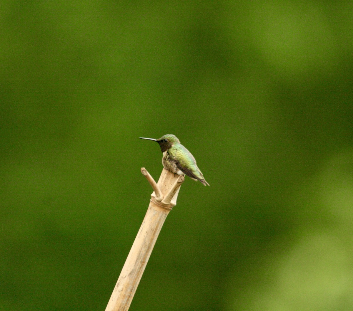 Ruby-throated Hummingbird - ML620100499