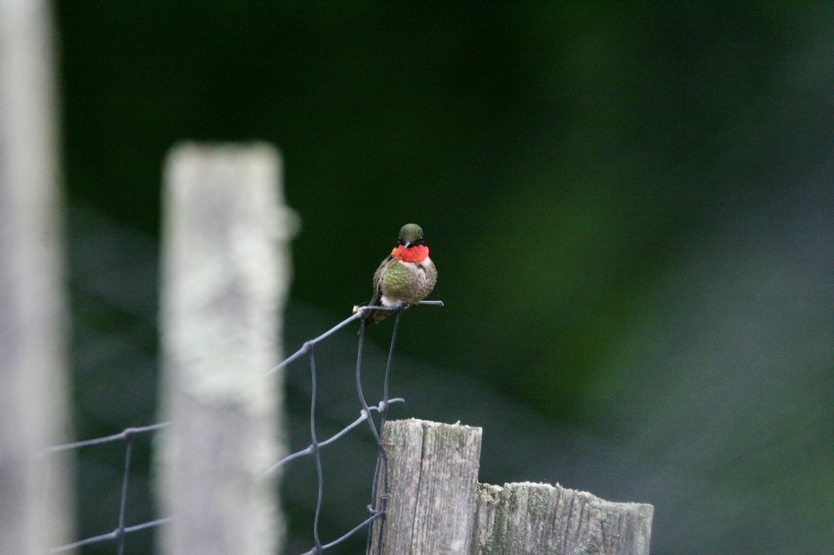 Ruby-throated Hummingbird - ML620100500