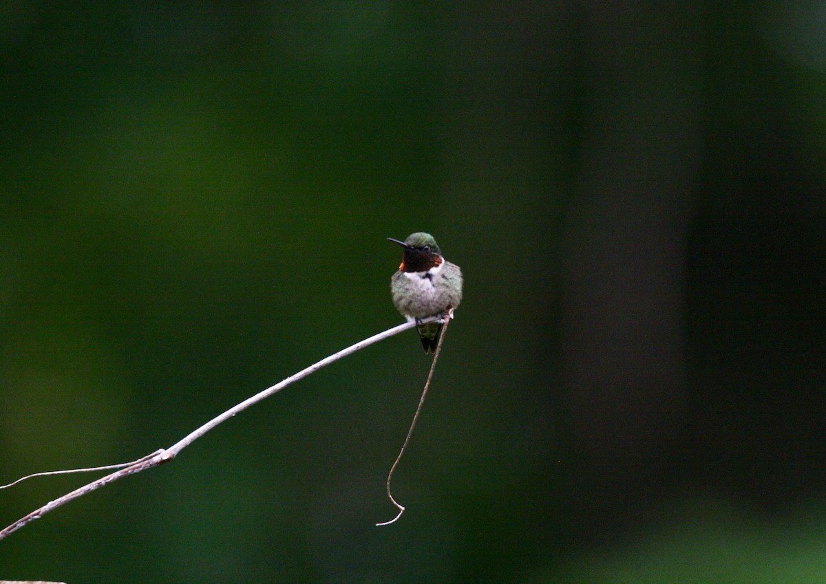 Ruby-throated Hummingbird - ML620100501