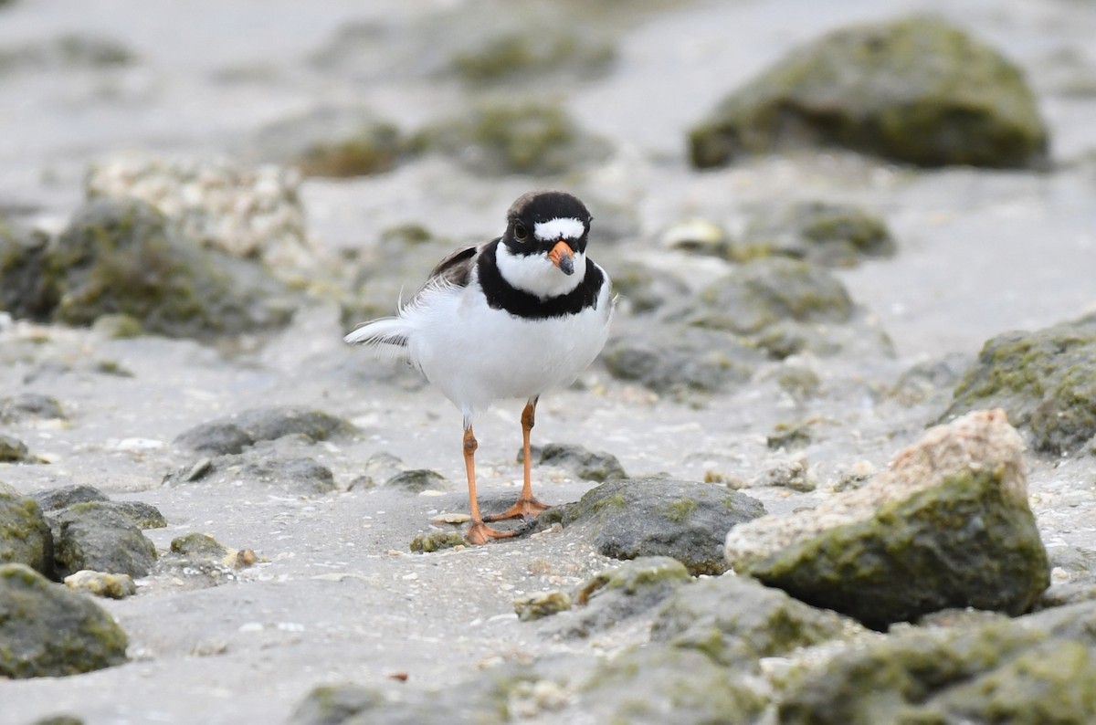 Semipalmated Plover - Wendy N