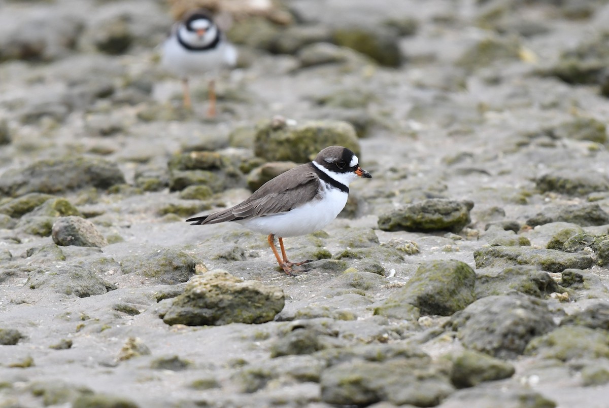 Semipalmated Plover - ML620100539