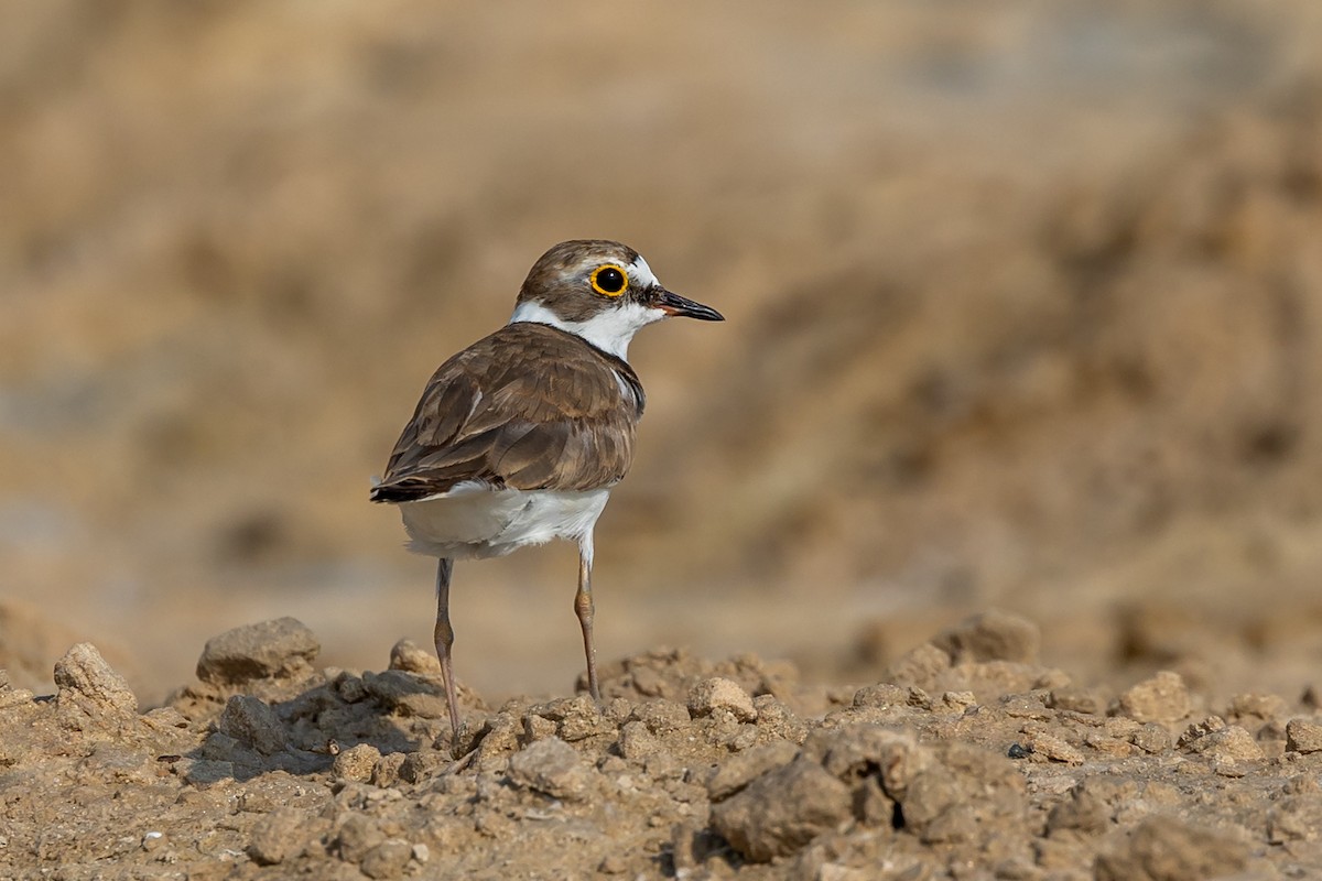 Little Ringed Plover - ML620100541