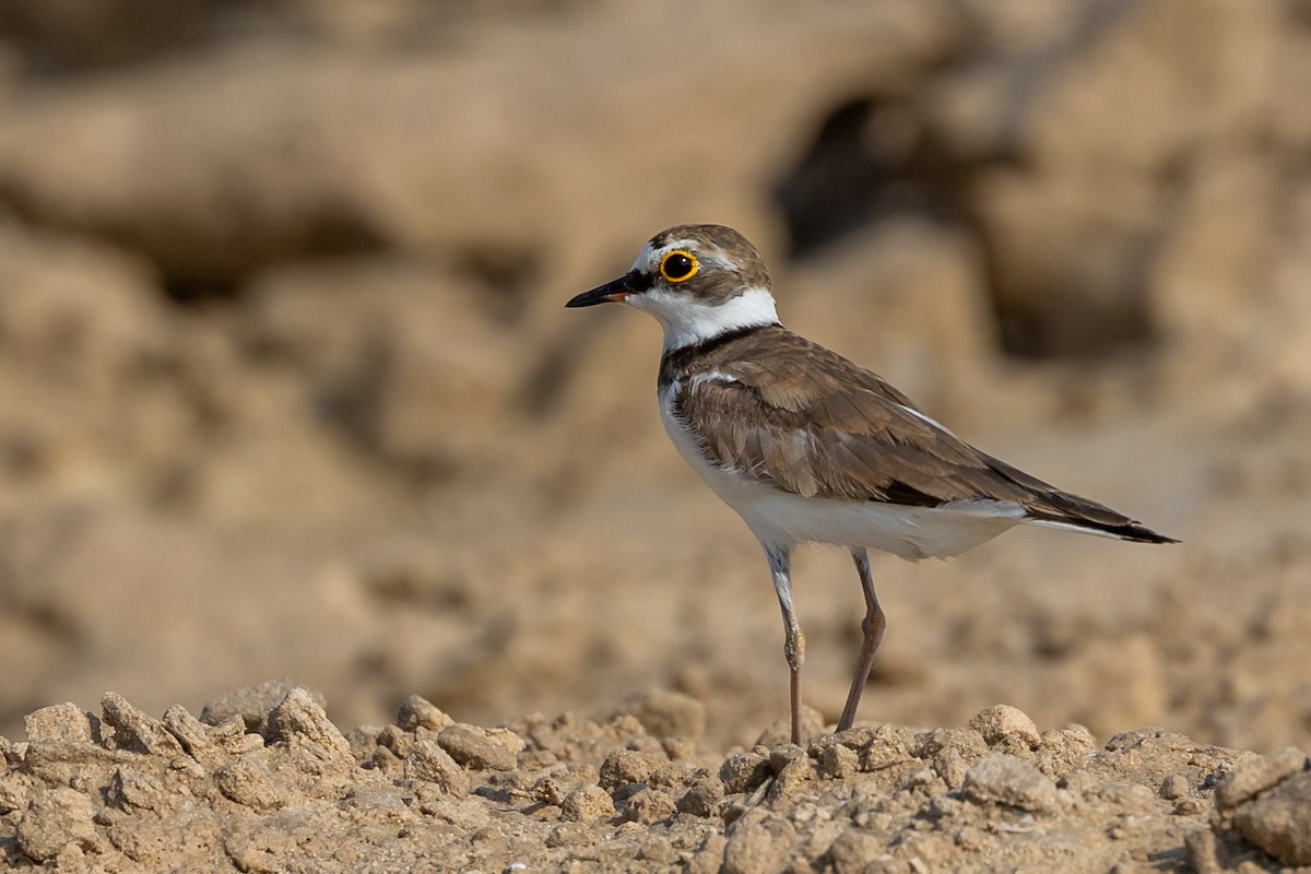 Little Ringed Plover - ML620100542