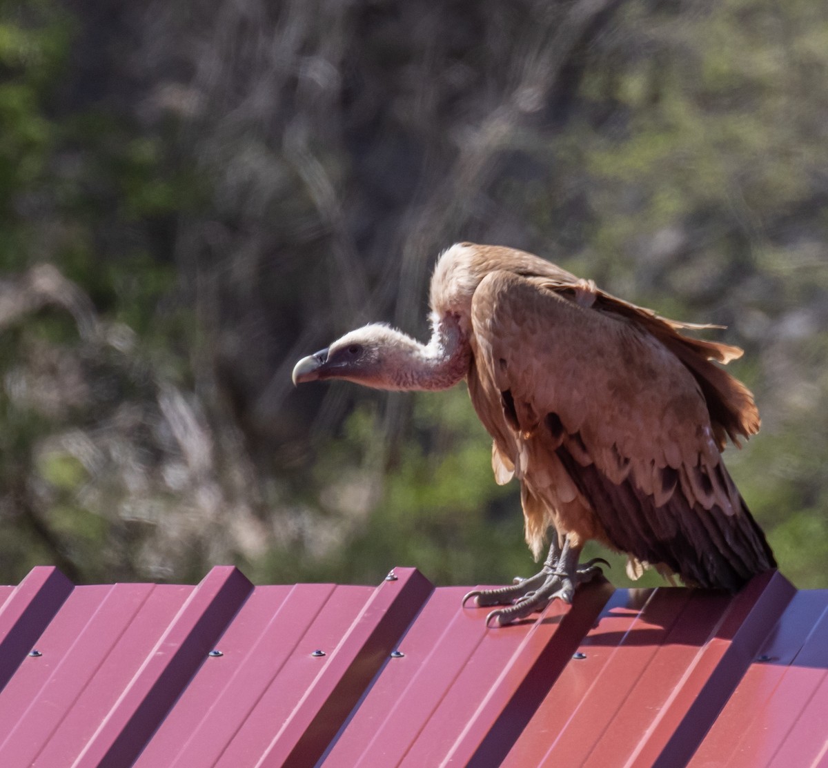 Eurasian Griffon - ML620100548