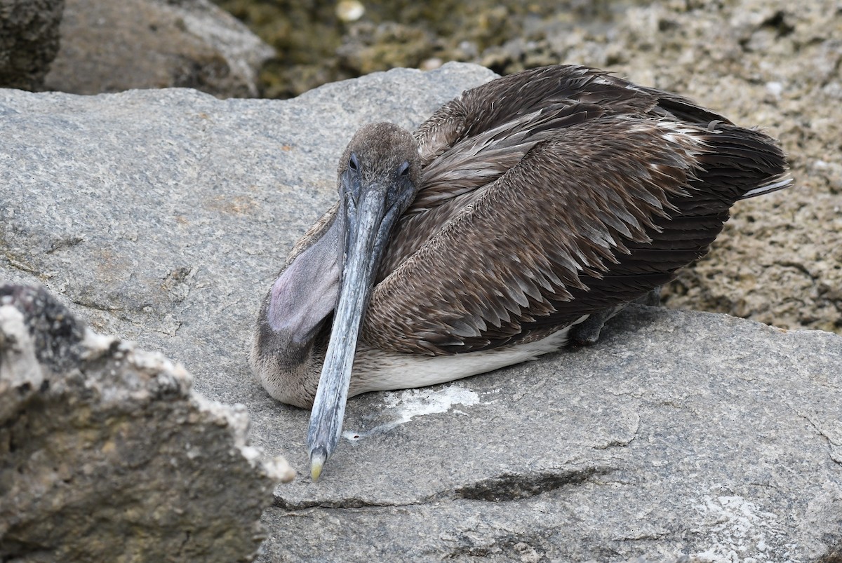 pelikán hnědý - ML620100557