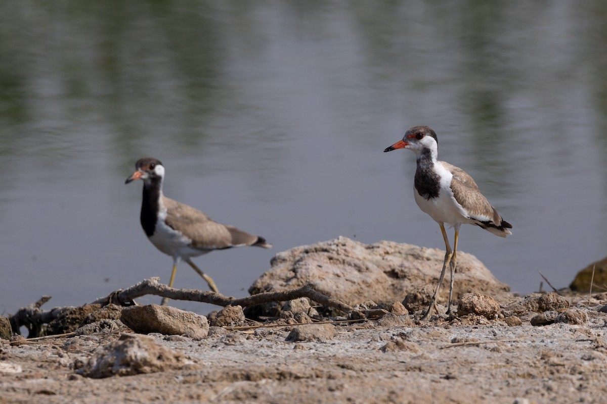 Red-wattled Lapwing - ML620100559