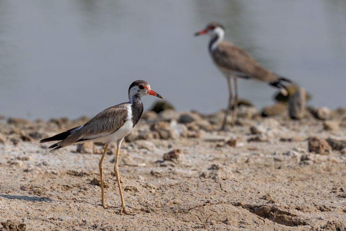 Red-wattled Lapwing - ML620100560