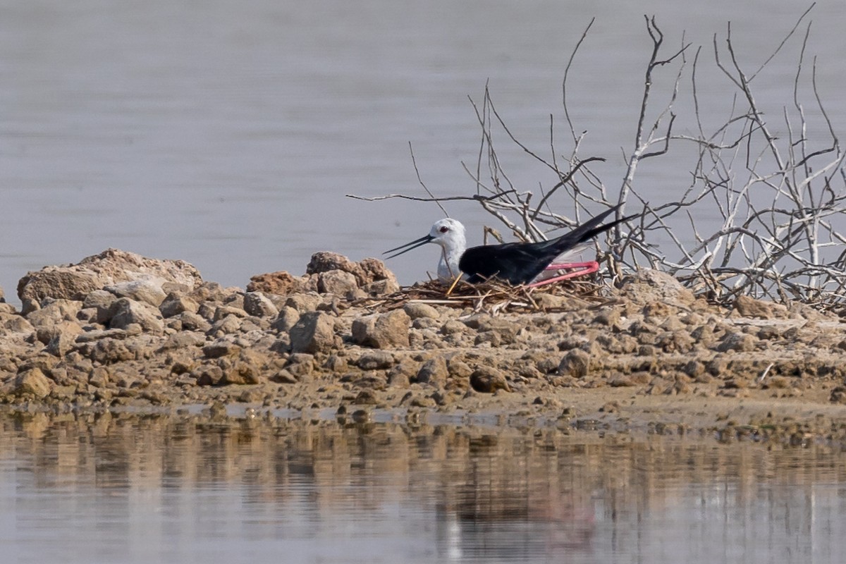 Black-winged Stilt - ML620100564