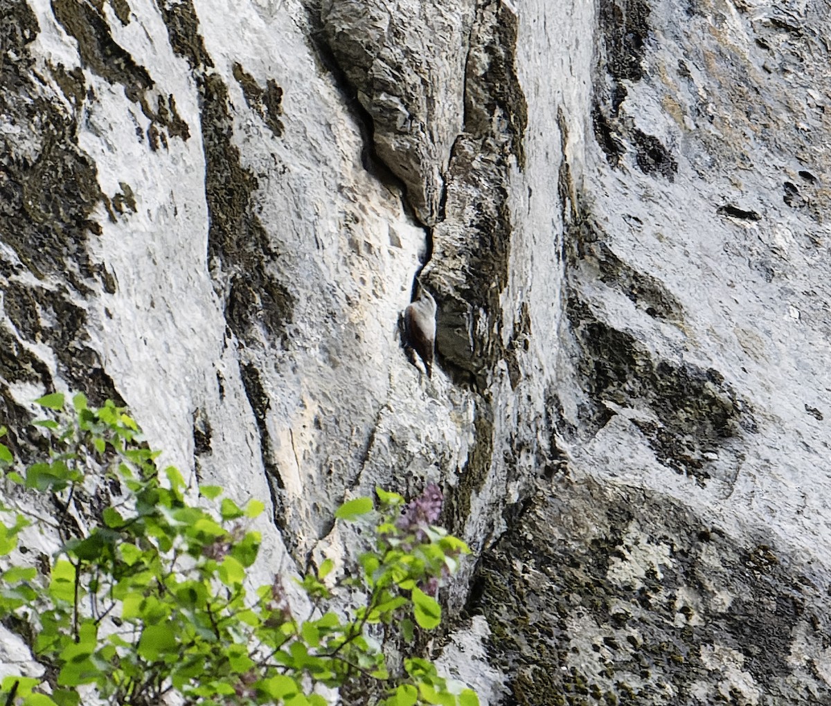 Wallcreeper - ML620100569