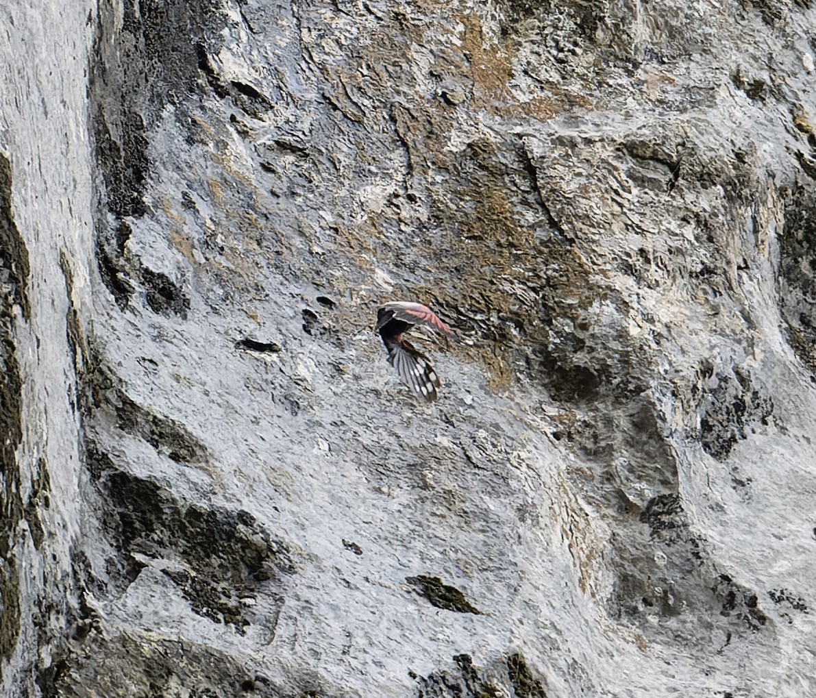 Wallcreeper - ML620100571