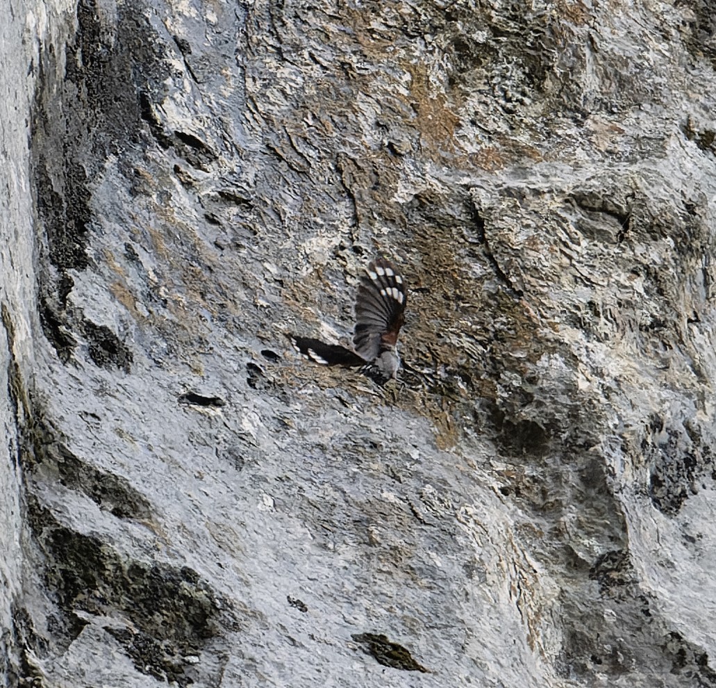 Wallcreeper - ML620100573