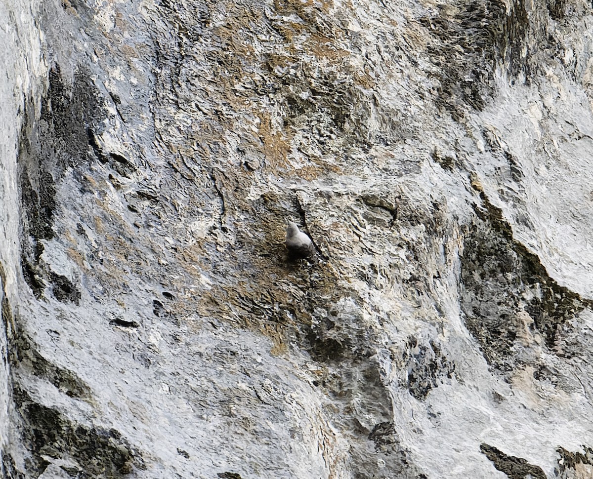 Wallcreeper - ML620100576