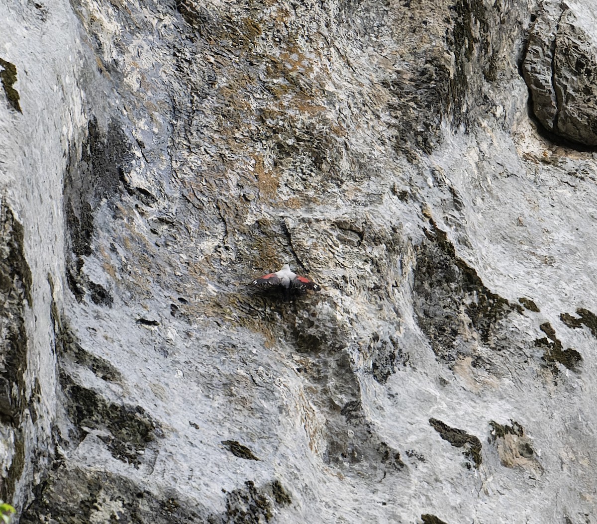 Wallcreeper - ML620100579