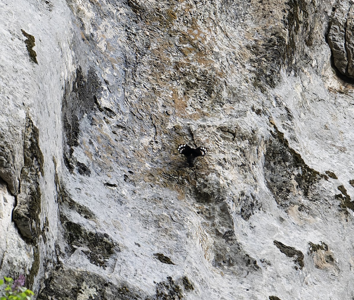 Wallcreeper - ML620100580