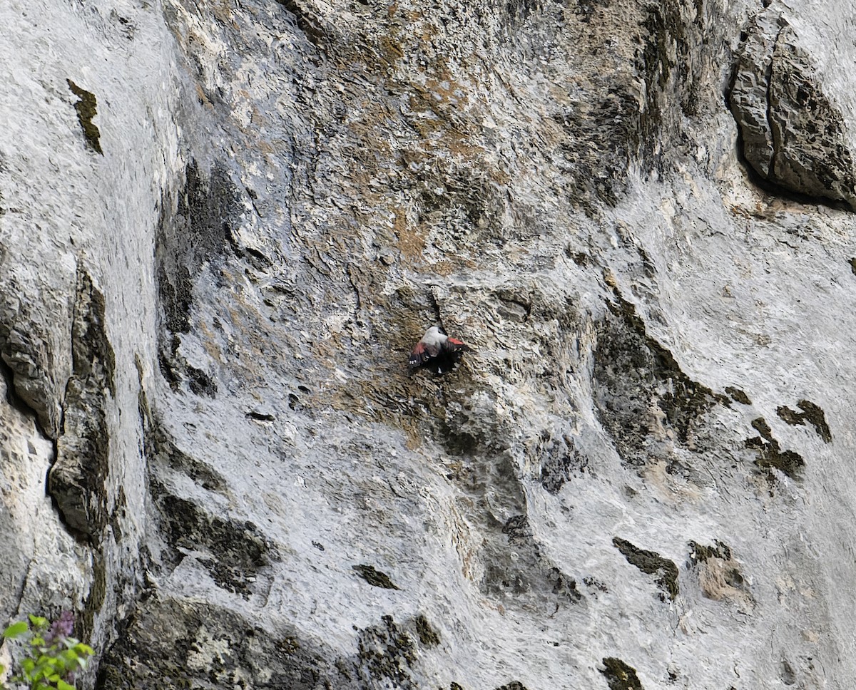 Wallcreeper - ML620100581